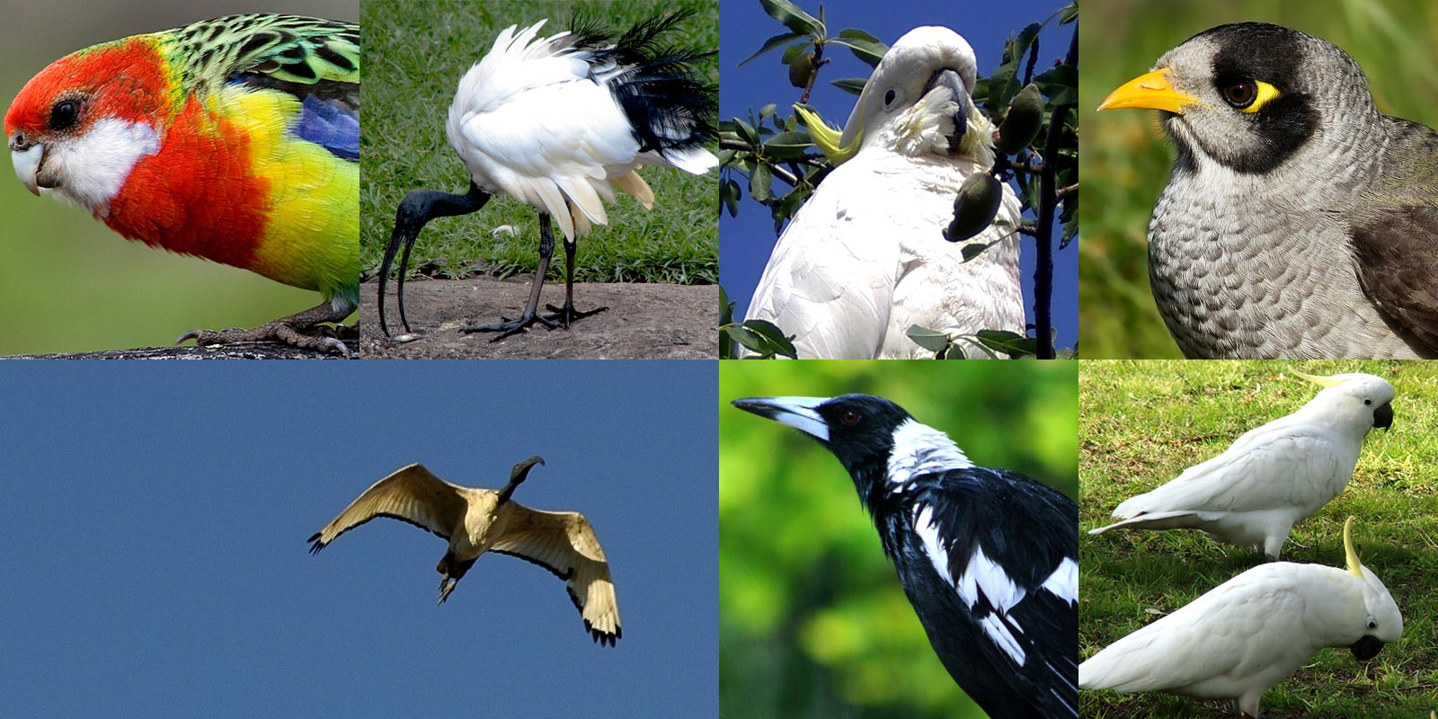 Roselle, magpie, ibis, cacatua. Benvenuti in Australia, il paradiso degli uccelli